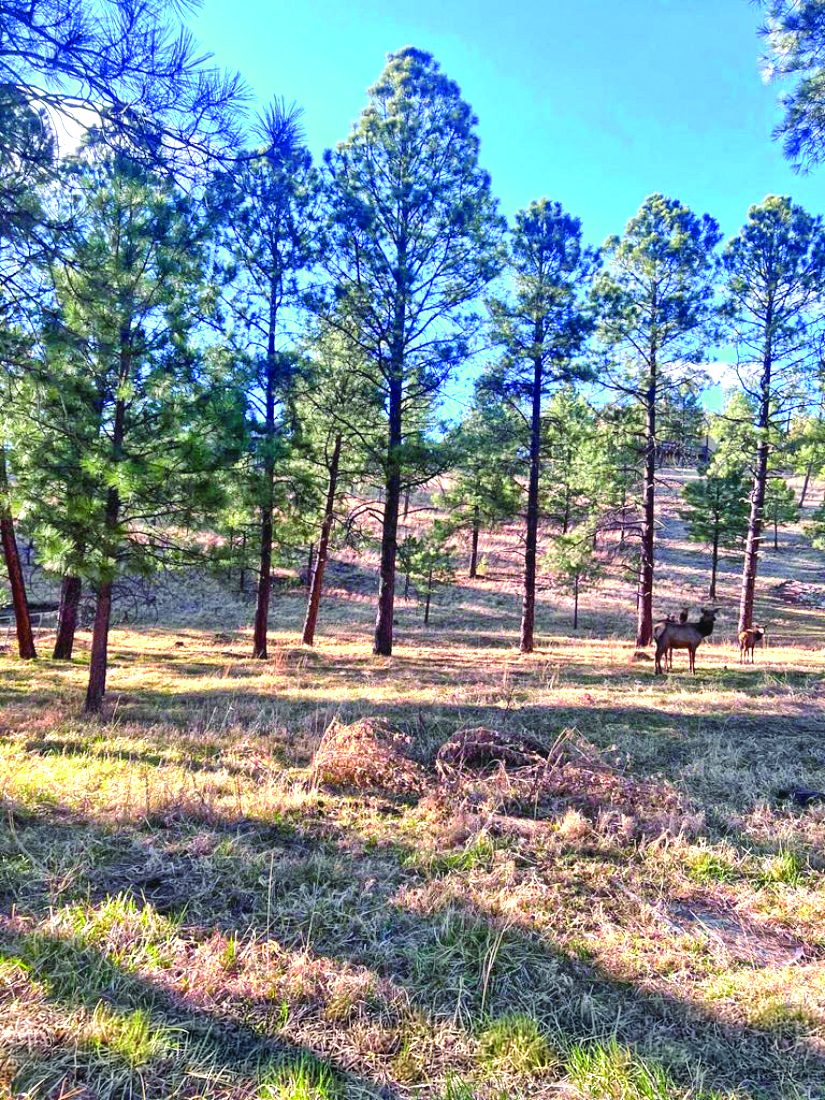 Property in Ruidoso — photo as printed in The Real Estate Roundup