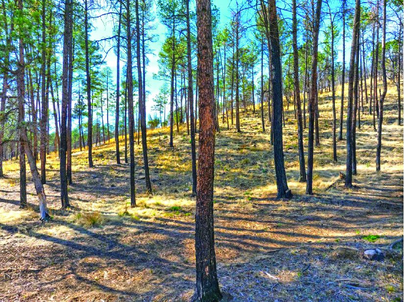 5.0 Acre Property — photo as printed in The Real Estate Roundup